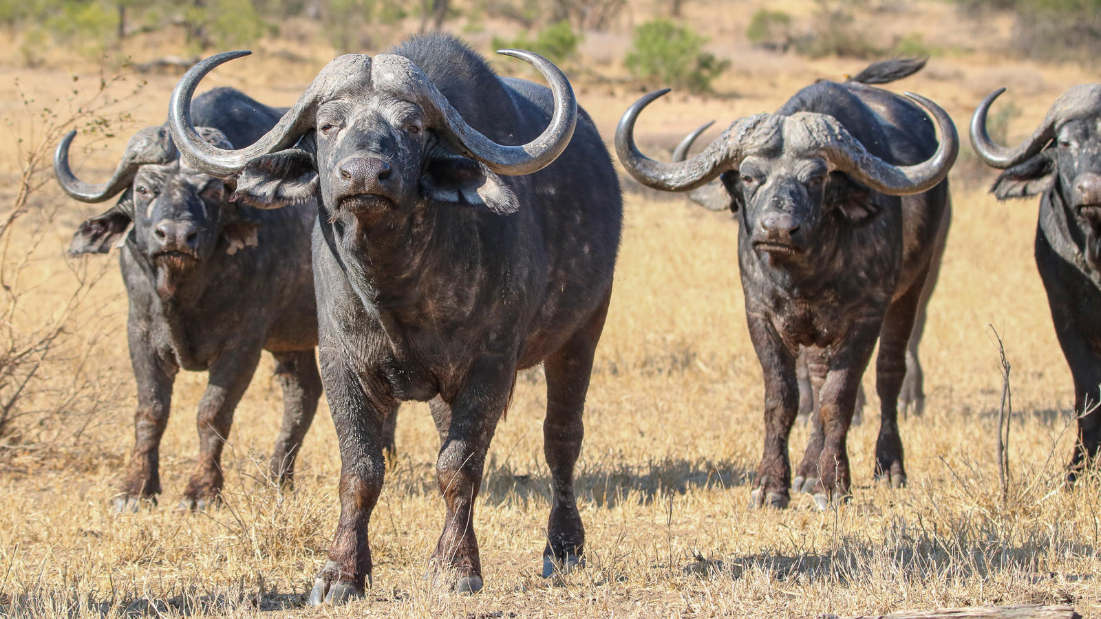 Best of Kruger Safari - Buffalo bulls ini Kruger walking towards the camera