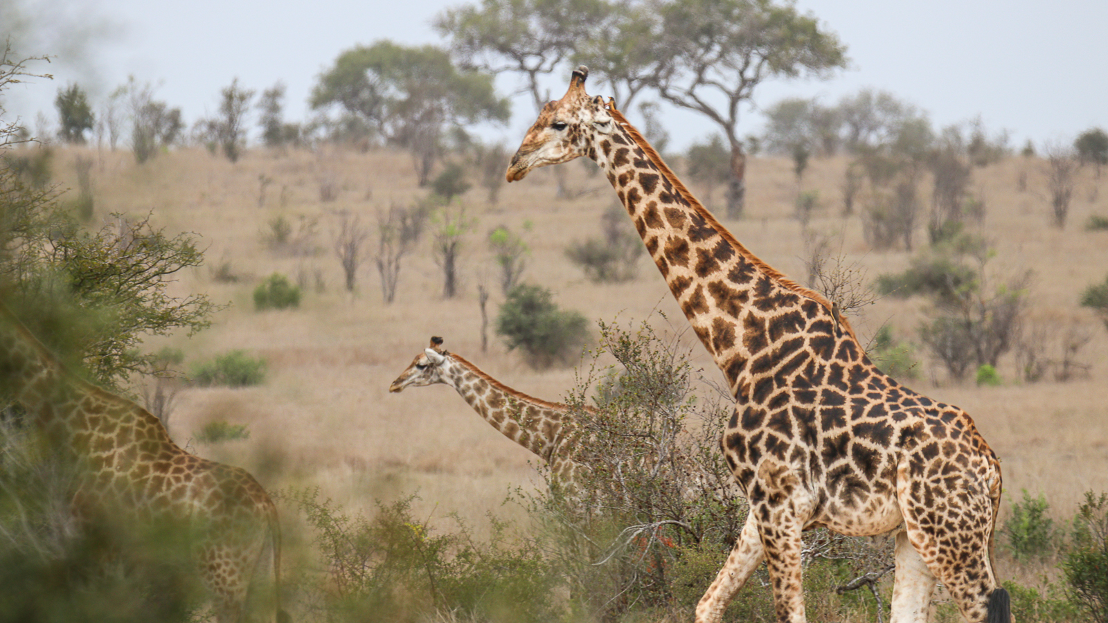 Best of Kruger Safari - Giraffes moving along
