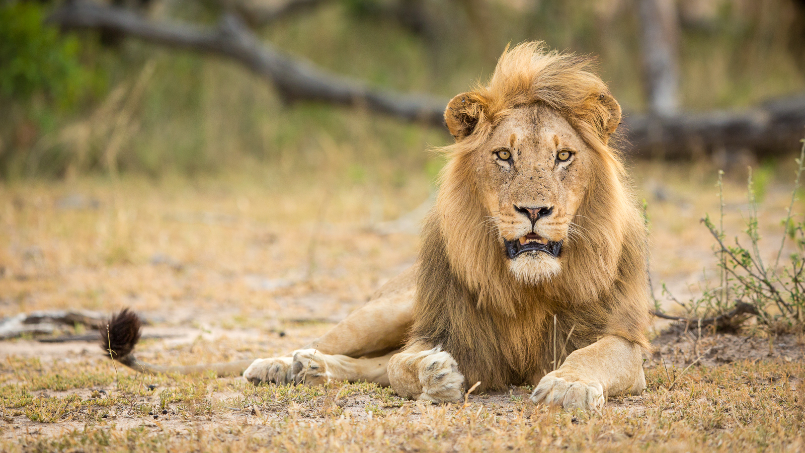 Best of Kruger Region Safari - Big male lion sighting in Kruger National Park