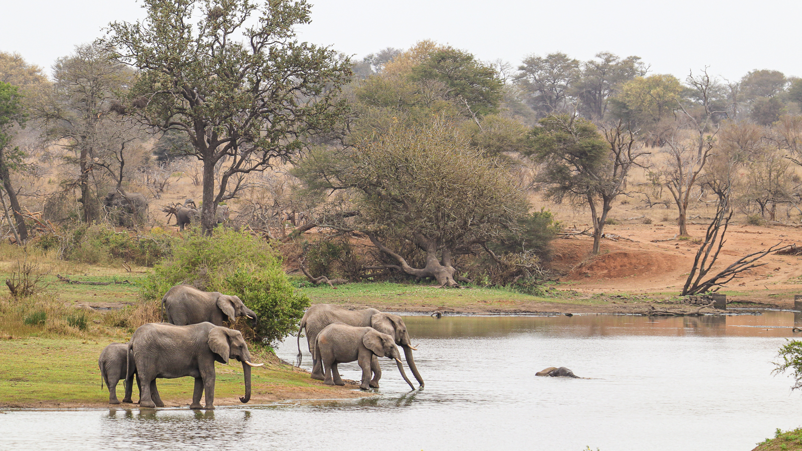 Best of Kruger Safari - Elephants drinking at the waterhole in Kruger National Park
