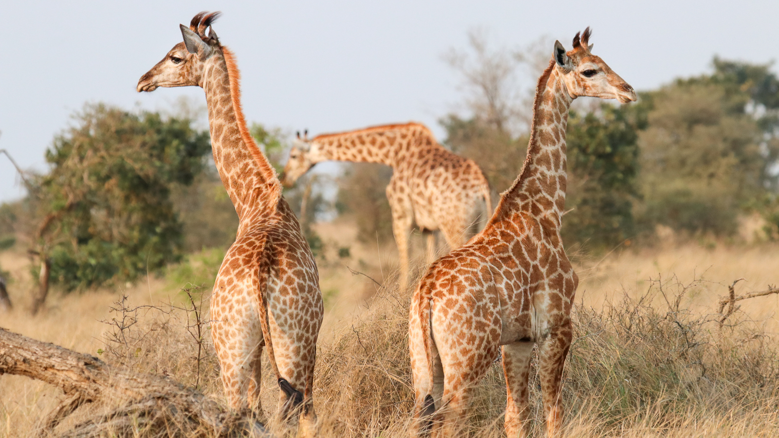 Best of Kruger Safari - Young giraffes in Kruger National Park