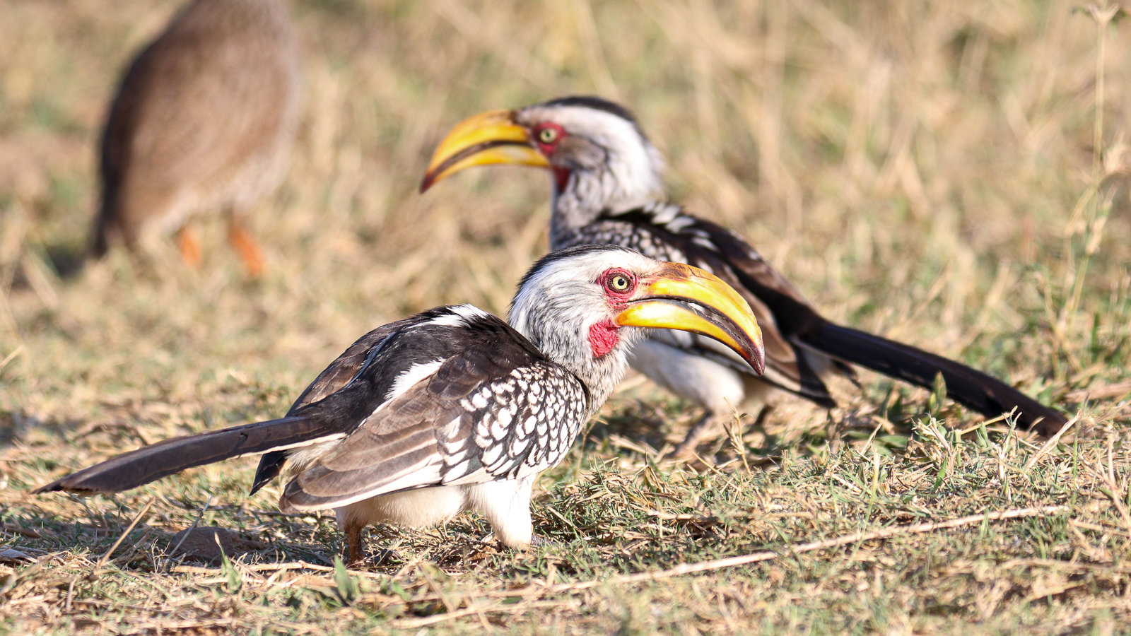 Best of Kruger Region Safari - Hornbills in Kruger National Park