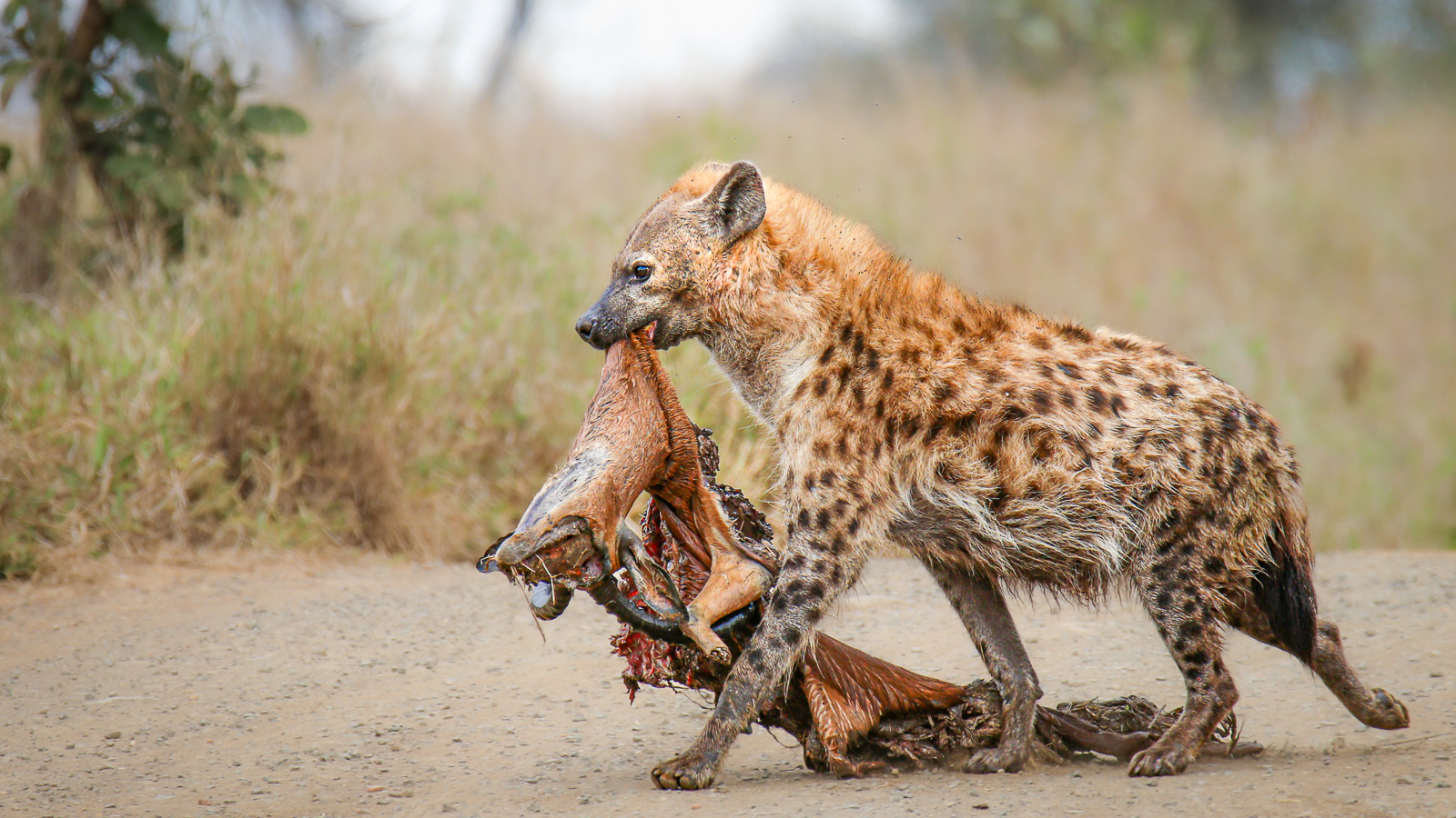 Best of Kruger Region Safari - Hyena dragging a carcass in the Kruger National Park