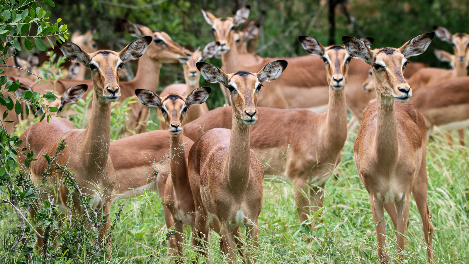 Best of Kruger Region Safari - Beautiful Impala in the lush green Kruger National Park