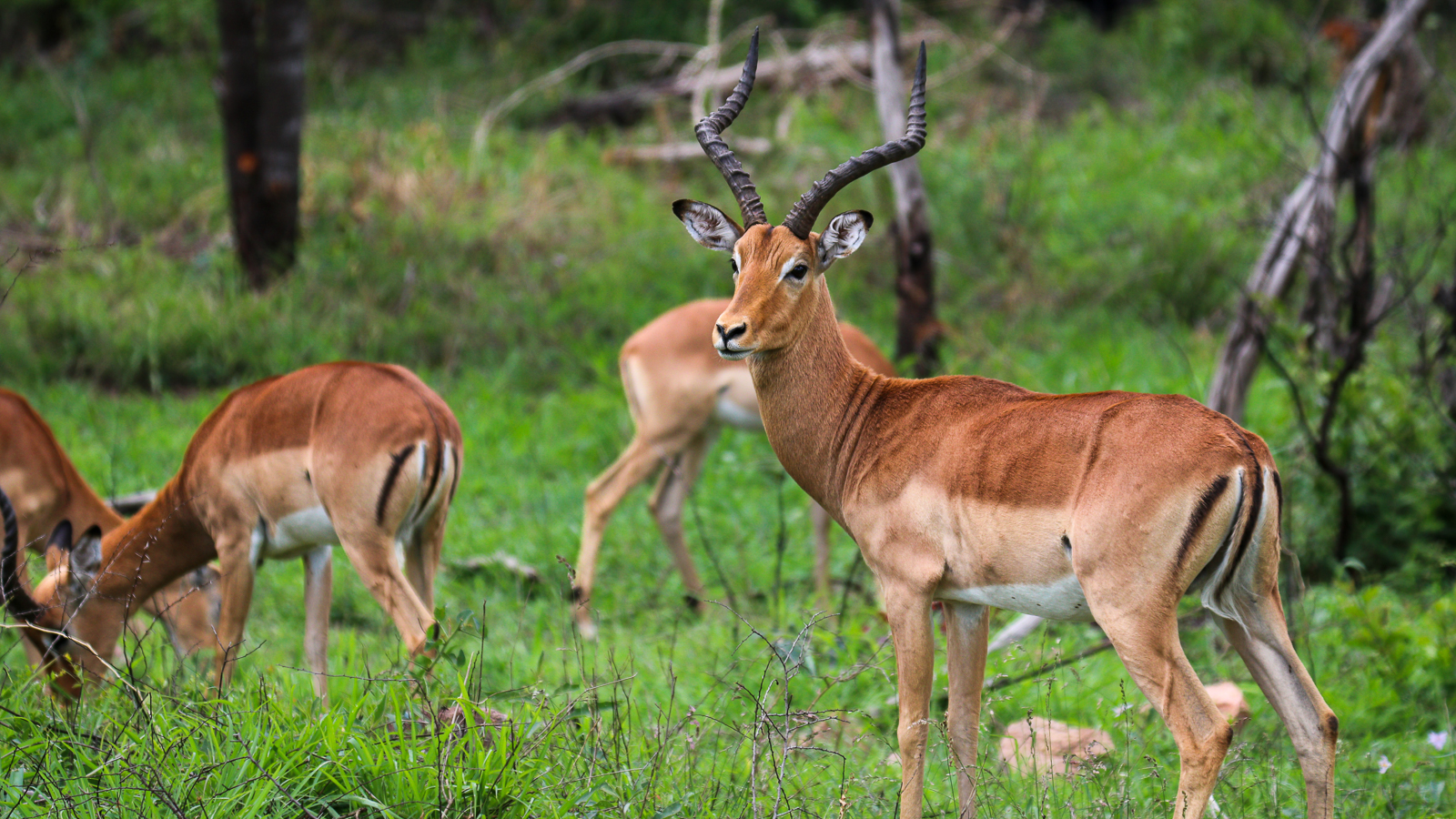 Best of Kruger Region Safari - Beautiful Impala Ram in the lush green Kruger National Park