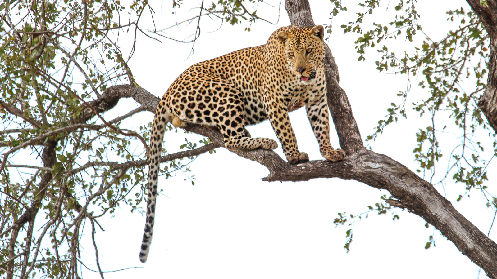 Best of Kruger Region Safari - Elusive leopard in the tree in Kruger National Park