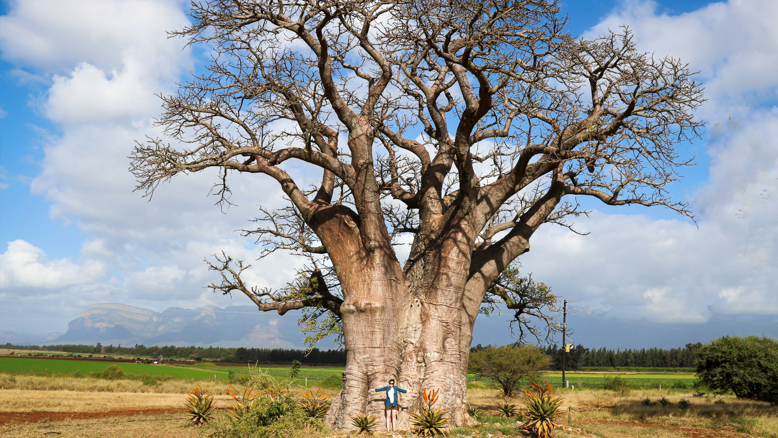 Best of Kruger Region Safari - behold the majestic Giant Baobab tree, also known as the tree of life