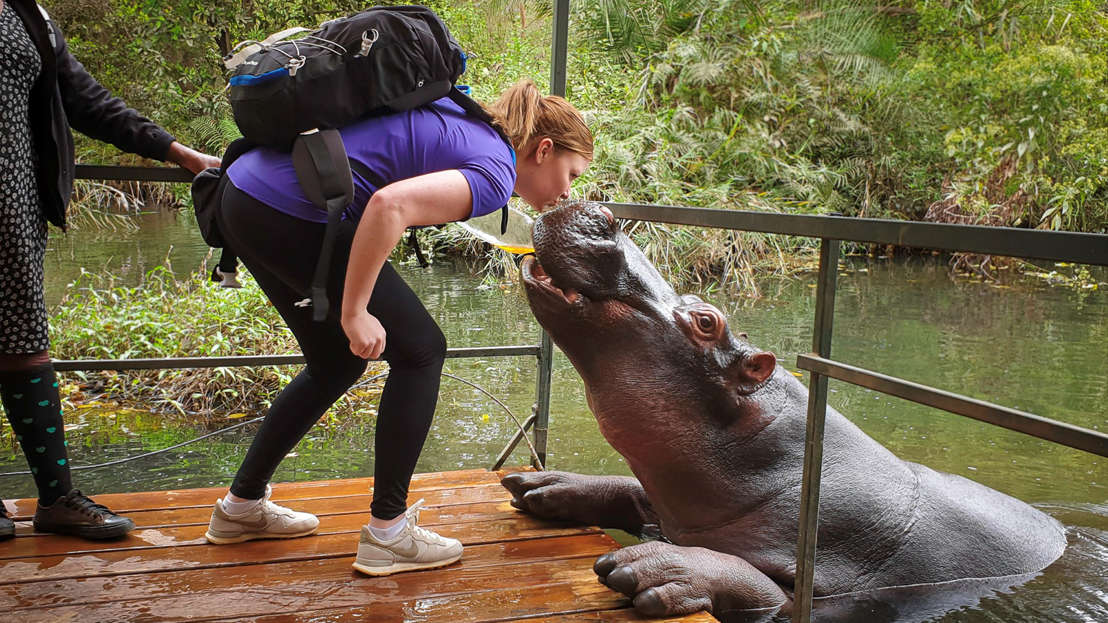 Kissing Jessica the Hippo on the Best of Kruger Region Safari