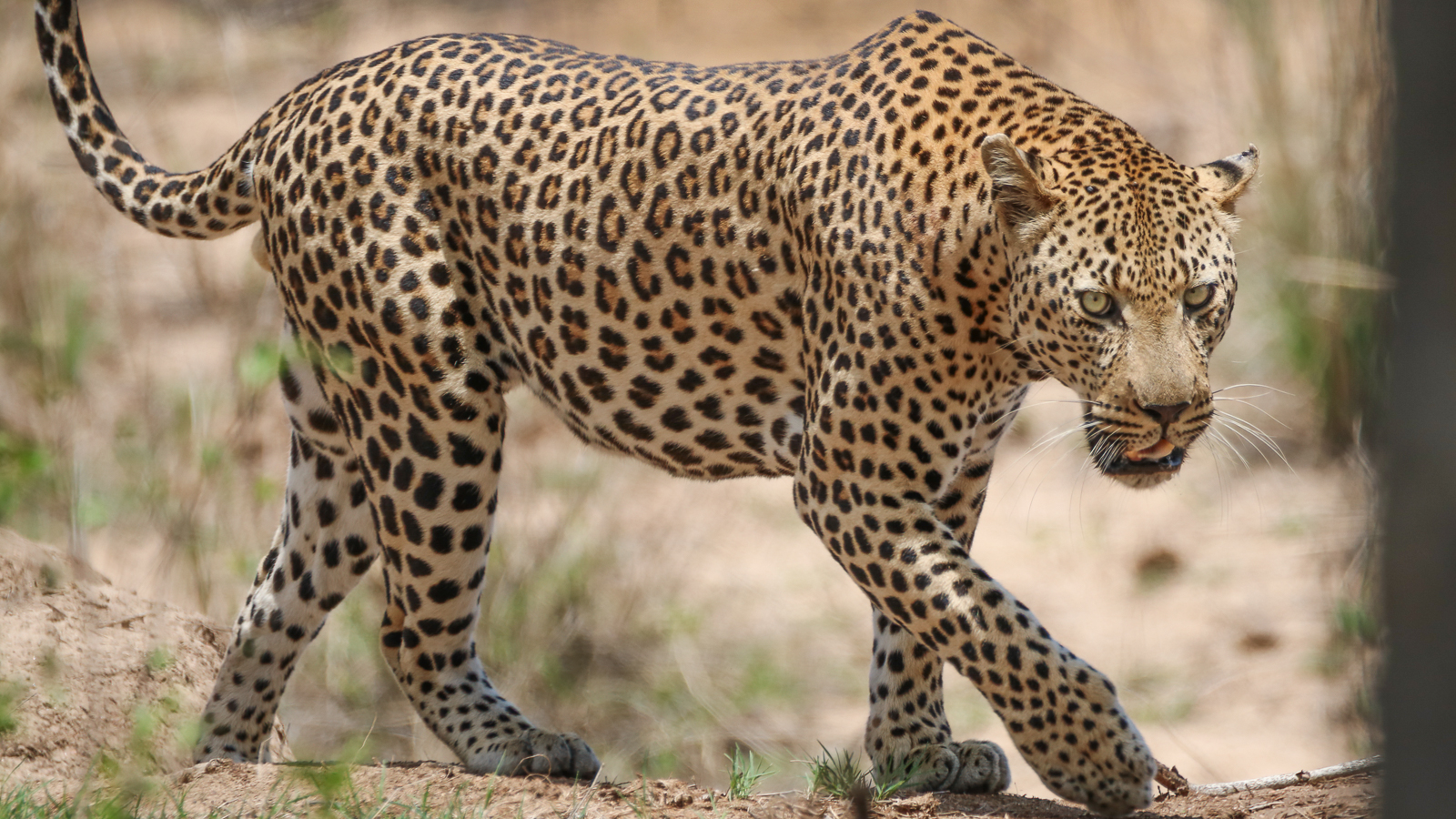 Amazing leopard sighting on safari in Kruger National Park