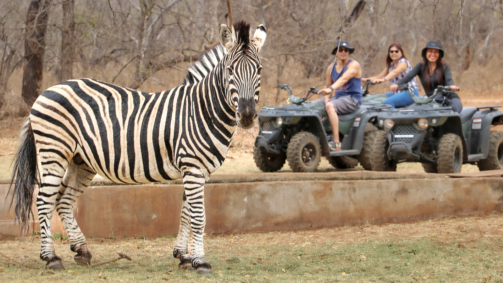 Exciting game viewing on a quad bike safari with a zebra sighting