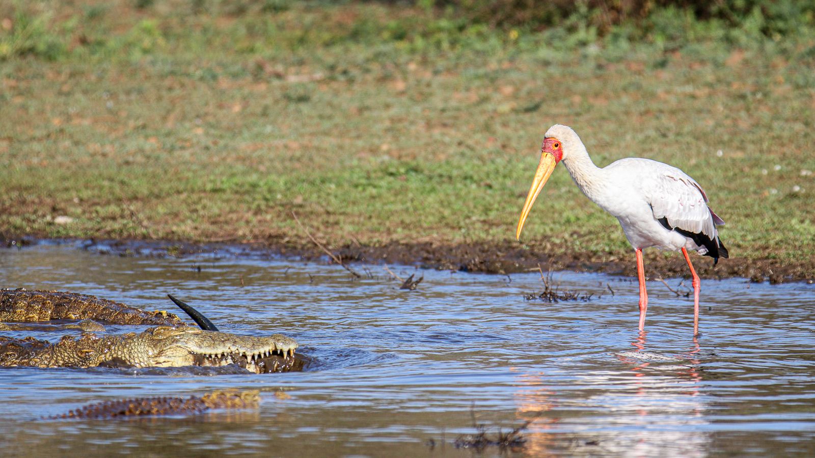 Stork and Crocodile in Kruger National Park at the water