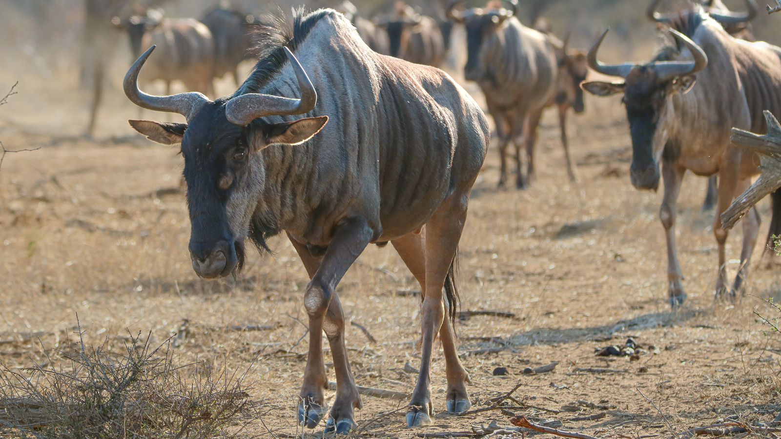 Best of Kruger Safari - Blue Wildebeest sighting in Kruger