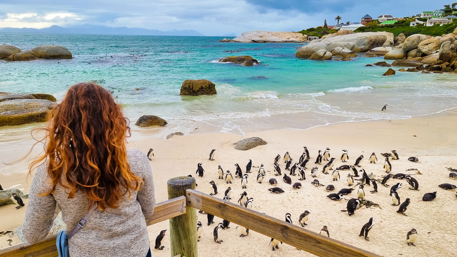 Cape Town Tour - Watching the charming penguins of Boulder's Beach in Simonstown