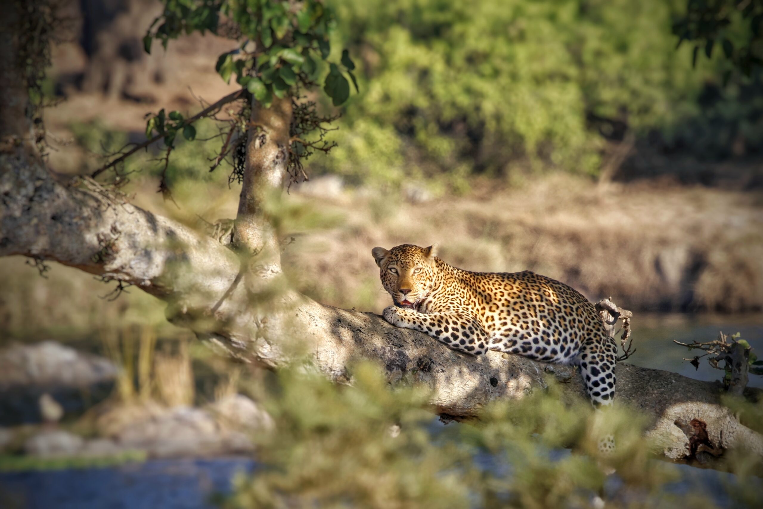 Best of Kruger Region - Zebra in front of three Giraffes in the background