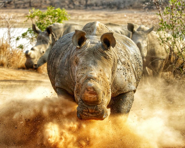 Charging Rhino Bull